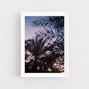 Sunset Palms